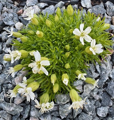 Silene acaulis 'Alba'