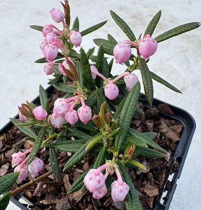 Andromeda polifolia 'Shibutsu'