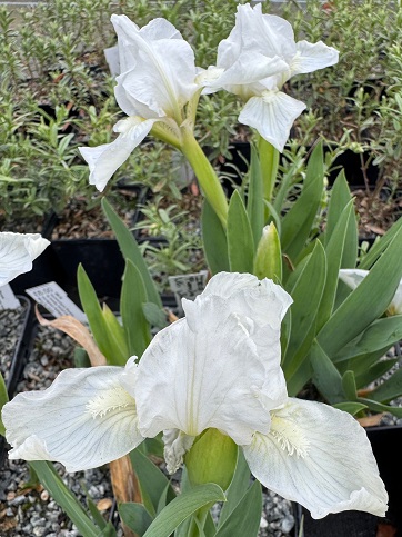 Iris pumila 'Lili White'