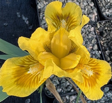 Iris 'Lemon Puff'