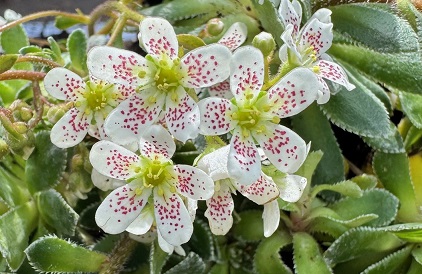 Saxifraga 'Clare Dower'