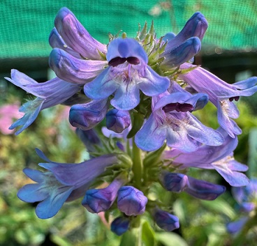 Penstemon heterophyllus 'Blue Gem'
