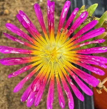 Delosperma 'Suntropics Purple'