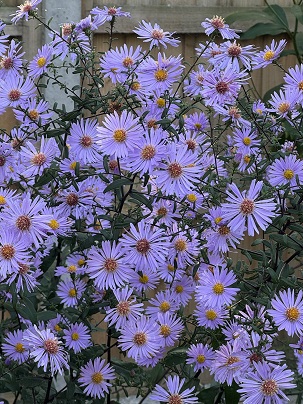 Symphyotrichum laeve 'Calliope'