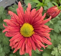 Chrysanthemum 'Old Norwell'