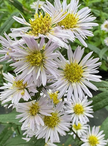 Symphyotrichum 'Oktoberkaskade'