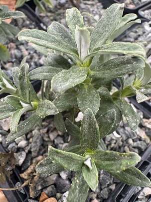 Celmisia brevifolia