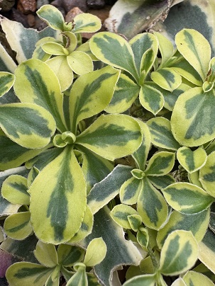 Arabis ferdinandi-coburgi 'Old Gold'