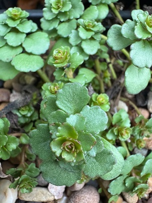 Sedum acre 'Golden Queen'
