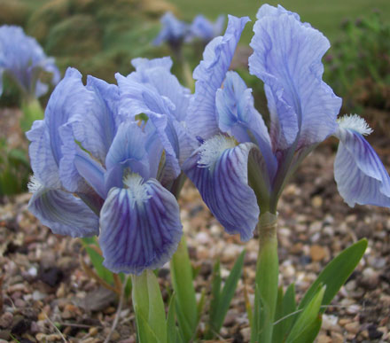 Iris 'Betty Chatter'