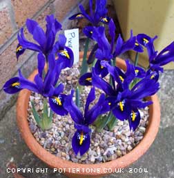 Iris reticulata 'Pixie'