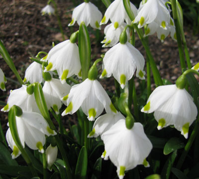 Leucojum vernum 