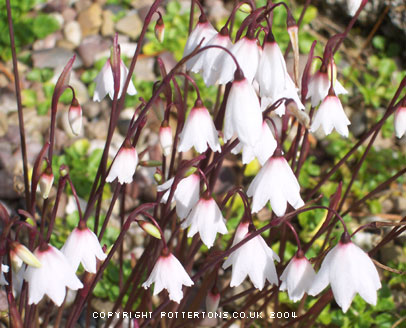 Leucojum autumnale 