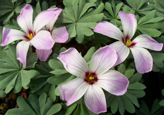 Oxalis adenophylla