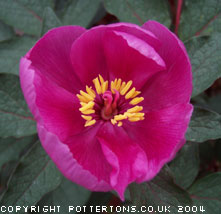 Paeonia cambessedessii 