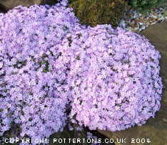 Phlox douglasii 'Eva' 