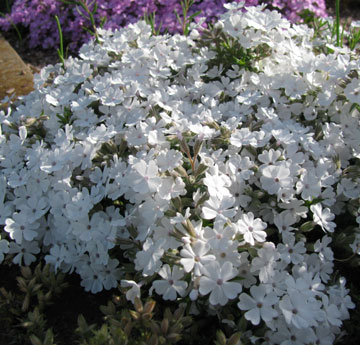 Phlox douglasii 'Ice Mountain' 