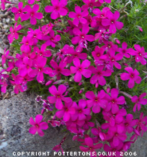 Phlox douglasii 'Ochsenblut' 