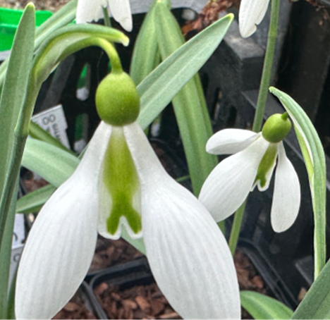 Galanthus 'Excelsis'