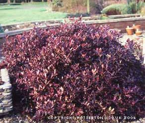 Pittospermum 'Tom Thumb'