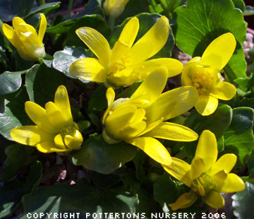 Ranunculus kochii