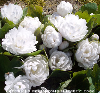 Sanguinaria canadensis multiplex 'Plena'