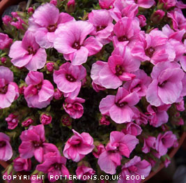 Saxifraga porophylla