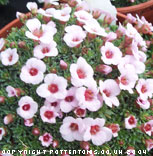 Saxifraga 'Jenkinsiae' (x irvingii)