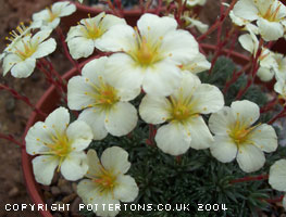 Saxifraga 'Nottingham Gold' (x boydii)