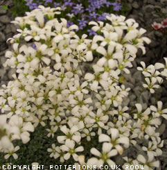 Saxifraga cochlearis 'Probynii' 