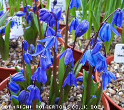 Scilla siberica 'Spring Beauty' 