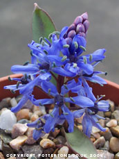 Scilla bifolia 