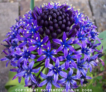 Scilla peruviana 