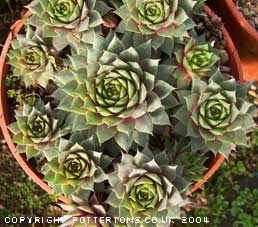 Sempervivum marmoreum