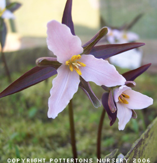 Trillium pusillum (Deliver in Autumn)