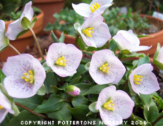 Trillium rivale  (deliver in Autumn)