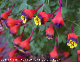 Tropaeolum tricolor 