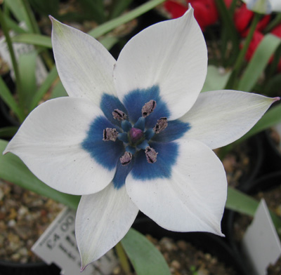 Tulipa humilis var. pulchella 'Albocaerulea Oculata' 