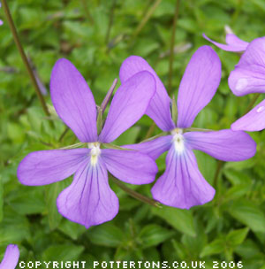 Viola cornuta