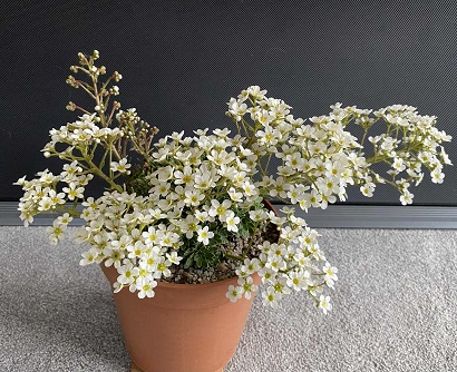 Saxifraga 'Helen Peet'